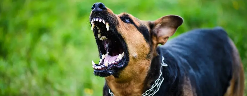 hire best flint dog bite lawyer hire best flint dog bite lawyer