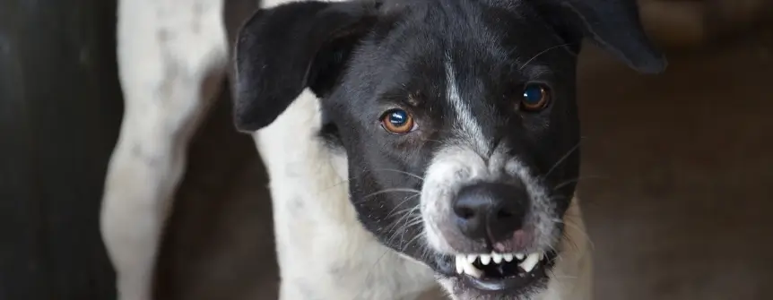 hire best jackson dog bite lawyer hire best jackson dog bite lawyer