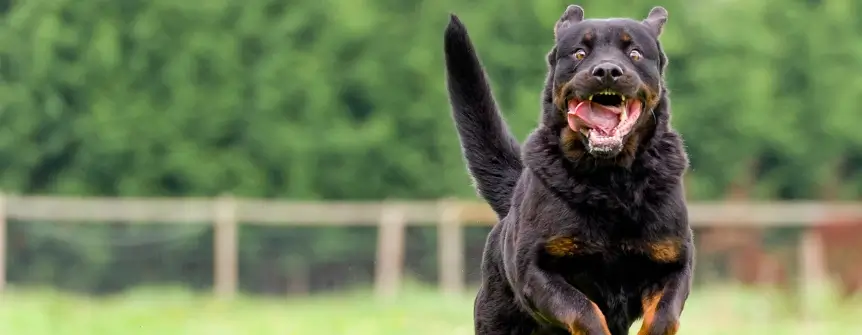 hire top southfield dog bite lawyer